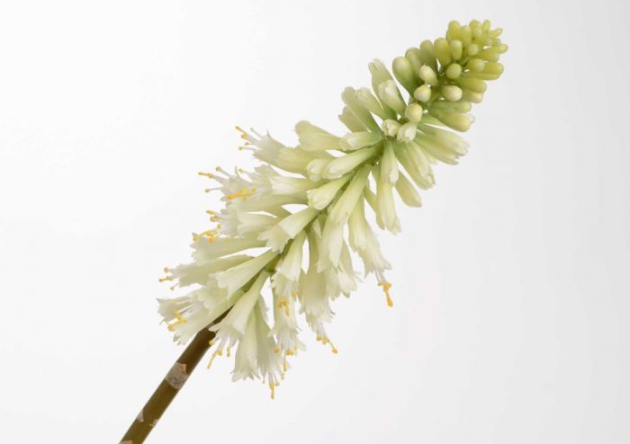 Fleur Artificielle Kniphofia Jade 71 Cm Blanc