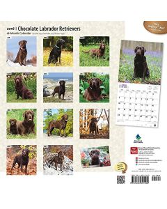 Chocolate Labrador Retrievers 2016 Calendar Calendrier – Calendrier Mural, 1 Juillet 2015 - Édition En Anglais  De Browntrout Publishers