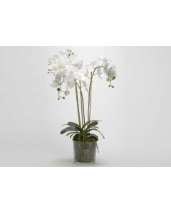 Orchidée Phalae Diva Blanc 91 Cm